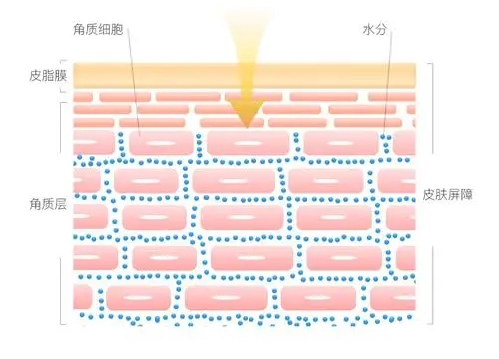 皮肤屏障“守护神” 实力维稳，无惧季节性敏感